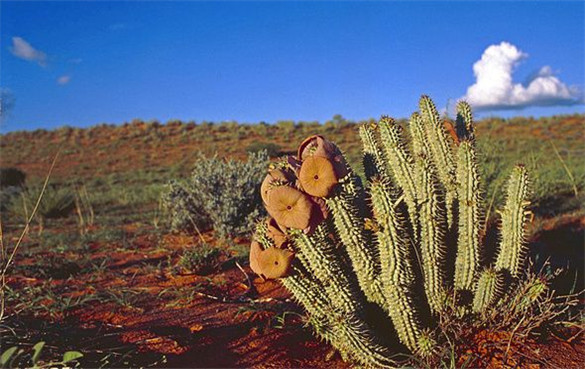 丽杯角仙人掌的功效作用与副作用