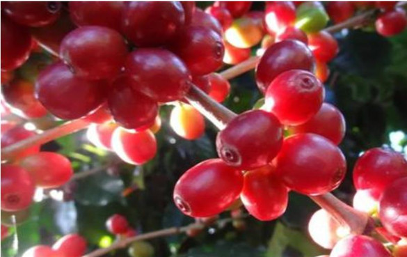 咖啡果能吃吗？有什么健康功效与作用？