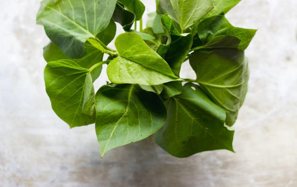 10种你可能从未听说过的蔬菜