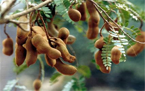 罗望子是什么？这种独特食材的作用有哪些？