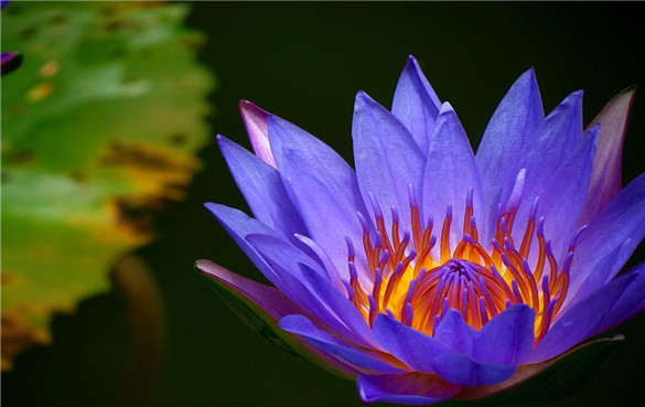 蓝莲花 蓝莲花是什么花?蓝莲花的功效与作用