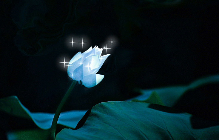 蓝莲花 蓝莲花是什么花?蓝莲花的功效与作用