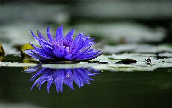 蓝莲花 蓝莲花是什么花?蓝莲花的功效与作用