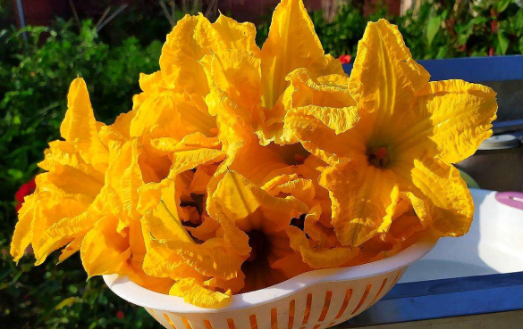 南瓜花 11种具有潜在保健功效的食用花卉