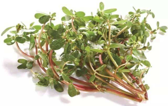 马齿苋 11种具有潜在保健功效的食用花卉