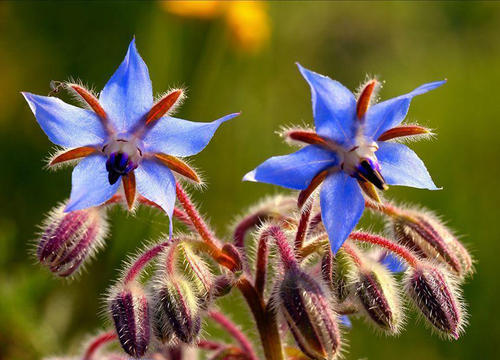 琉璃苣 11种具有潜在保健功效的食用花卉