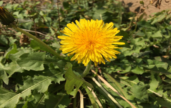 蒲公英 11种具有潜在保健功效的食用花卉