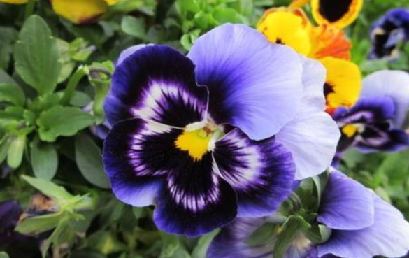 三色堇 11种具有潜在保健功效的食用花卉