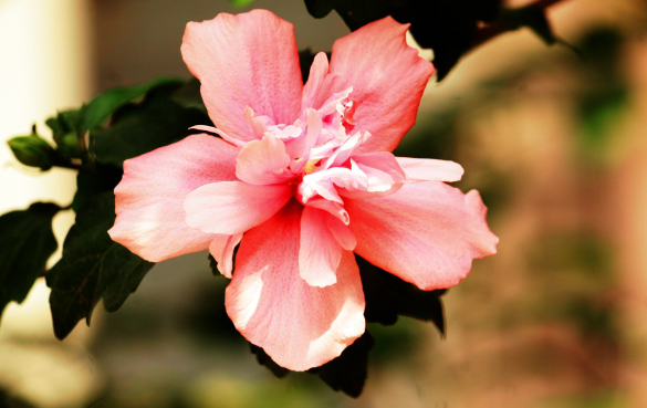 木槿 11种具有潜在保健功效的食用花卉