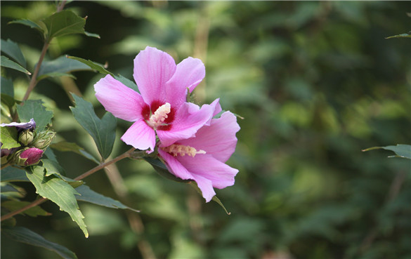 木槿 木槿花的功效与作用