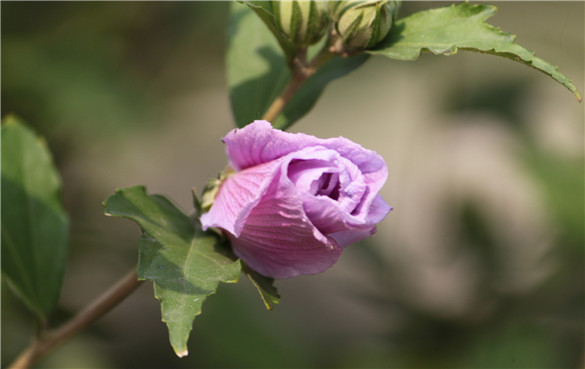 木槿 木槿花的功效与作用