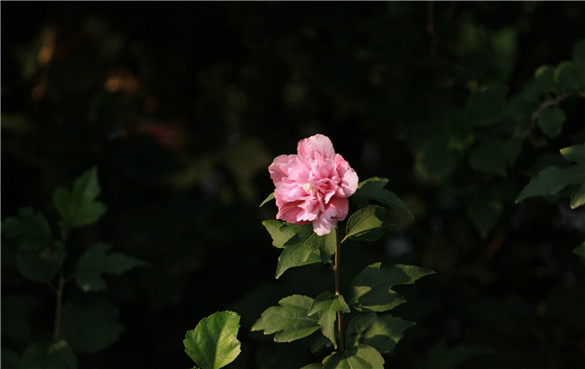 木槿 木槿花的功效与作用