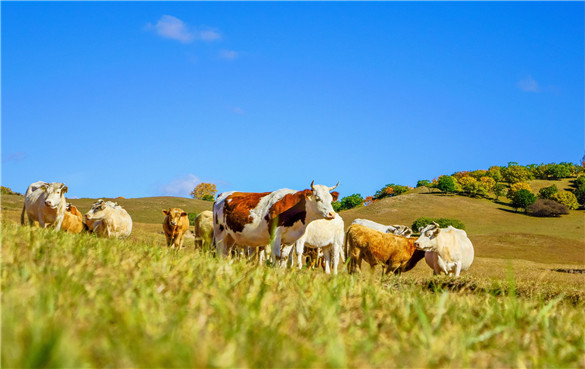 草饲黄油 草饲黄油是什么意思?有什么功效与作用?