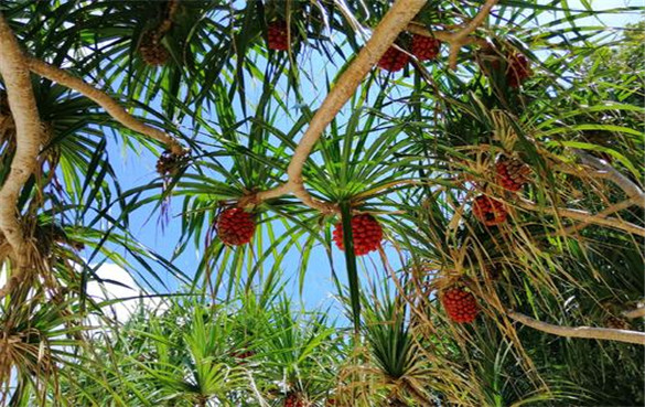 露兜树 露兜树的功效与作用