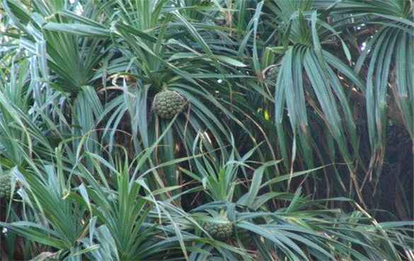 露兜树 露兜树的功效与作用