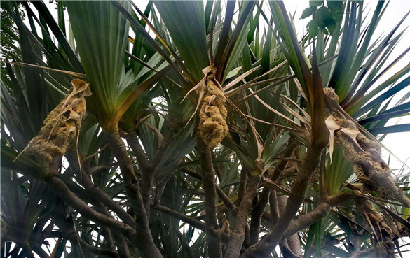 露兜树 露兜树的功效与作用