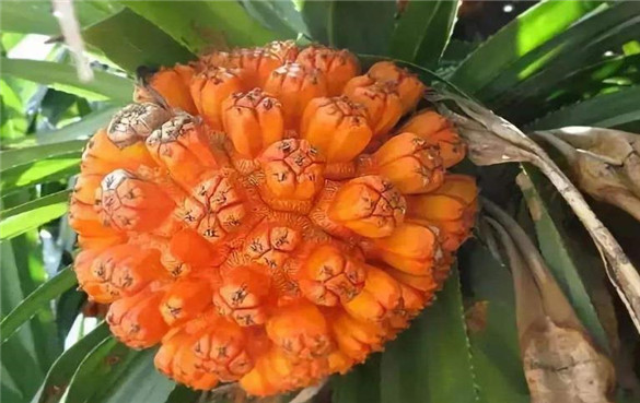 露兜树 露兜树的功效与作用