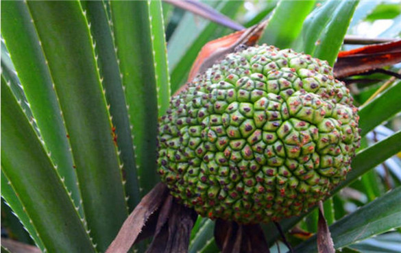 露兜树 露兜树的功效与作用