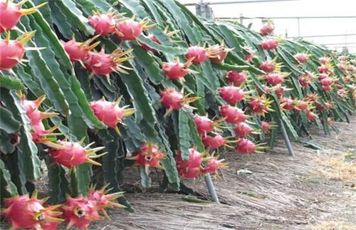 火龙果 西点制作中常用的鲜果和罐头制品