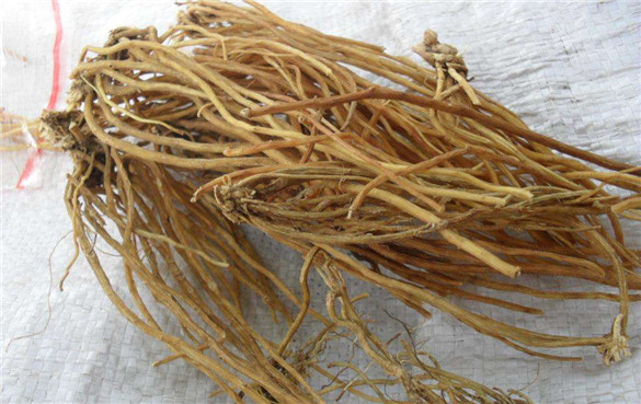 龙胆根 龙胆根的功效与作用,有什么副作用?