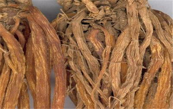 龙胆根 龙胆根的功效与作用,有什么副作用?