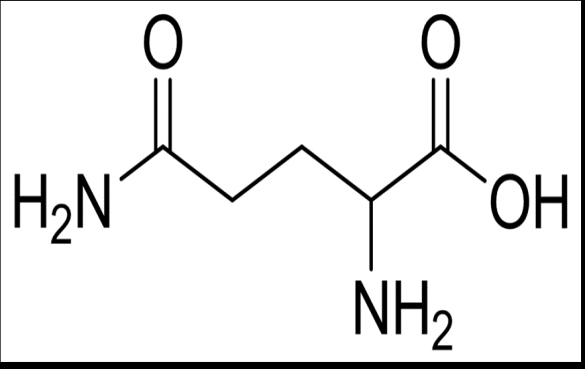 谷氨酰胺 谷氨酰胺有什么功效作用?能帮助你健身减肥吗?