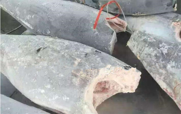 剑鱼 剑鱼的营养价值和功效-剑鱼的基本做法