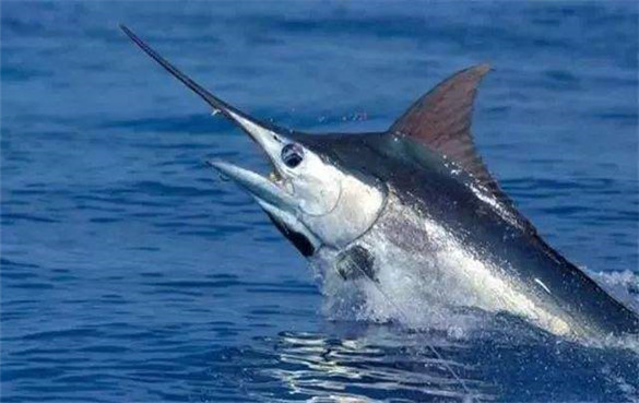 剑鱼 剑鱼的营养价值和功效-剑鱼的基本做法