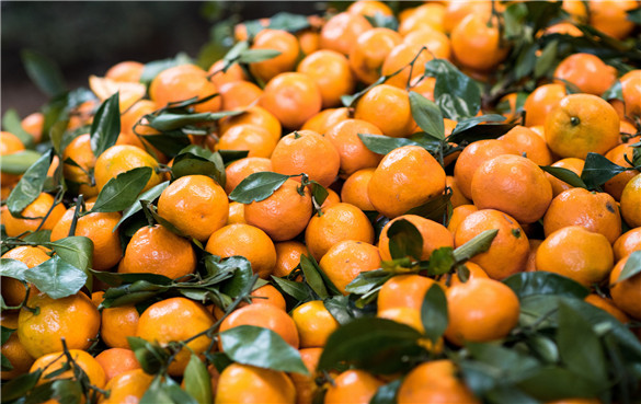 柑橘 柑橘类水果的七个功效与作用,有副作用吗?
