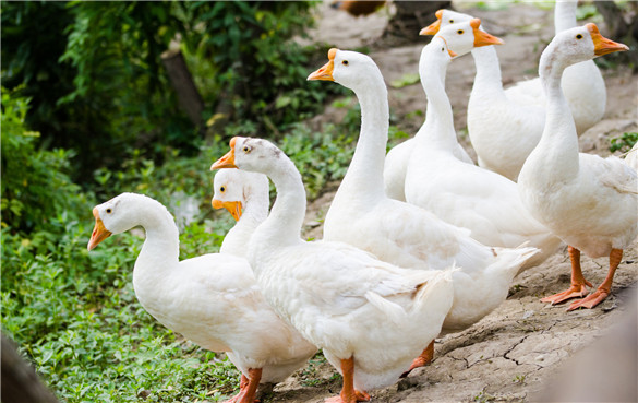 鹅 鹅肉的营养价值和功效作用