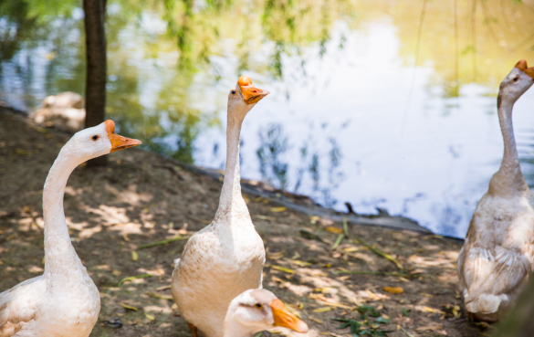 鹅肉 鹅肉的营养价值和功效作用