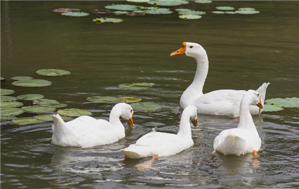 鹅 鹅肉的营养价值和功效作用