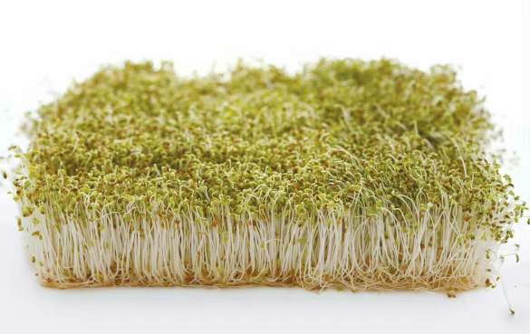 能吃豆芽的种类有哪些?