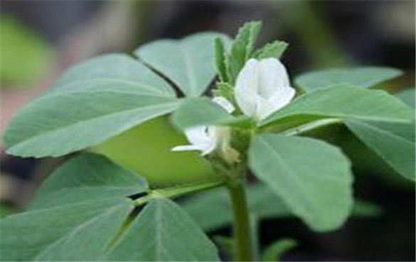 葫芦巴 葫芦巴:一种对健康有益的草药