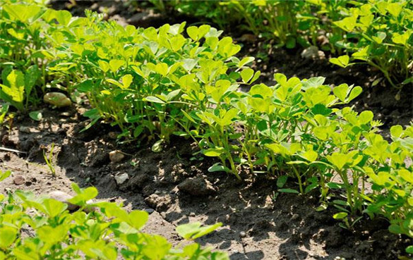 葫芦巴 葫芦巴:一种对健康有益的草药