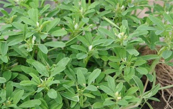 葫芦巴 葫芦巴:一种对健康有益的草药