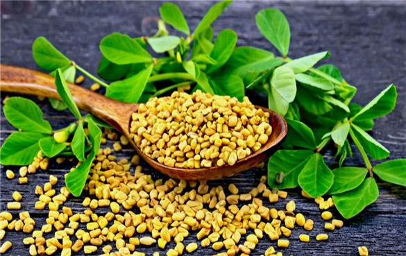 胡芦巴籽 葫芦巴:一种对健康有益的草药
