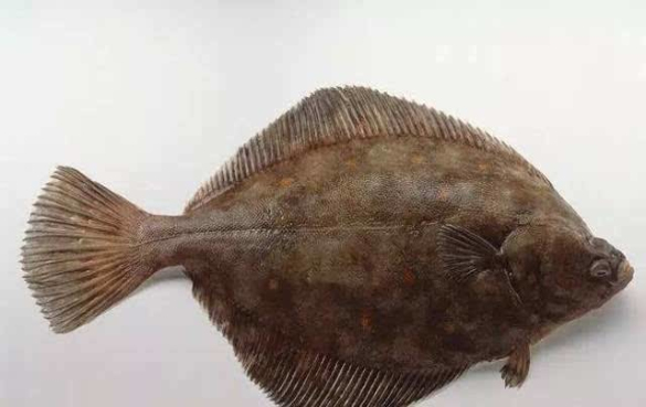 比目鱼 鱼的营养价值和热量,吃鱼健康吗?