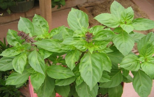 罗勒 草本植物的营养价值和功效