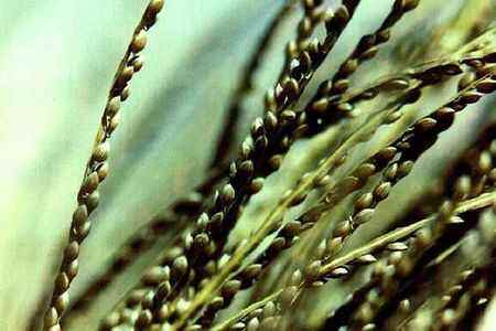 为了更健康的星球，吃这50种食物