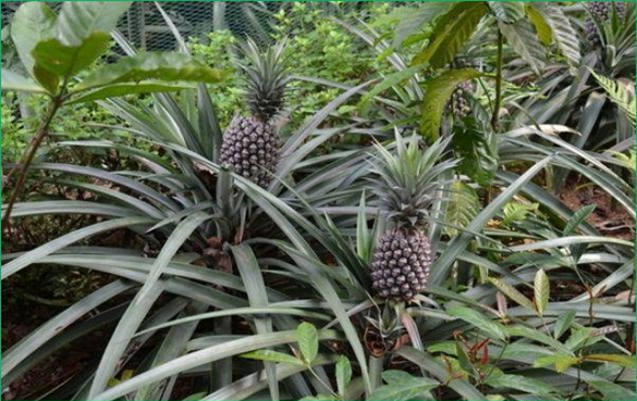 菠萝汁 菠萝汁的功效作用与禁忌