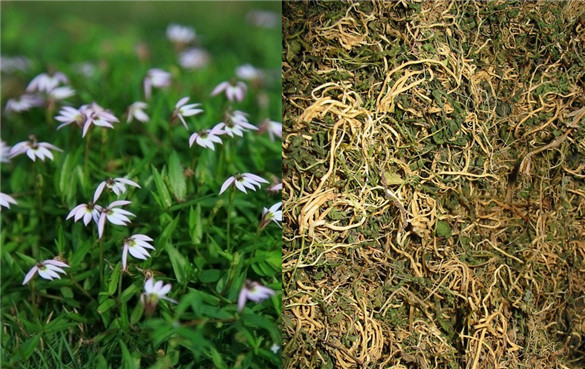 半边莲 半边莲的功效与作用,有什么副作用吗?