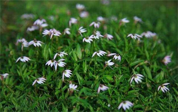 半边莲 半边莲的功效与作用,有什么副作用吗?