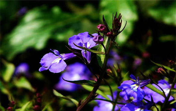 半边莲 半边莲的功效与作用,有什么副作用吗?