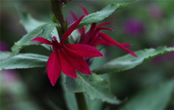 半边莲 半边莲的功效与作用,有什么副作用吗?