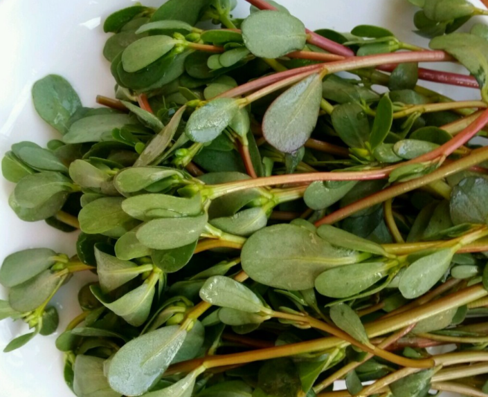 隐藏于山间的宝藏——马齿苋_食疗