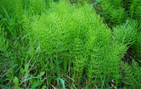 问荆的功效与作用，有什么副作用？