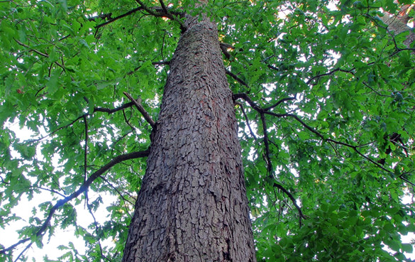 槲树皮 槲树皮的功效与作用,有什么副作用?