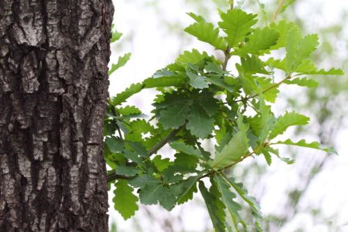 槲树皮 槲树皮的功效与作用,有什么副作用?