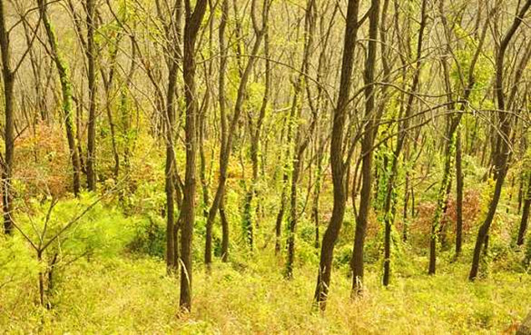 槲树皮 槲树皮的功效与作用,有什么副作用?